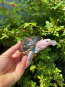 Ornate Diamondback Terrapin Female