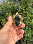Maracaibo Wood Turtle Babies (Rhinoclemmys diademata)