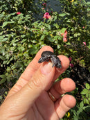 Siamese Common Musk Turtle Babies