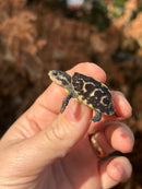 HI YELLOW Florida Box Turtle Baby
