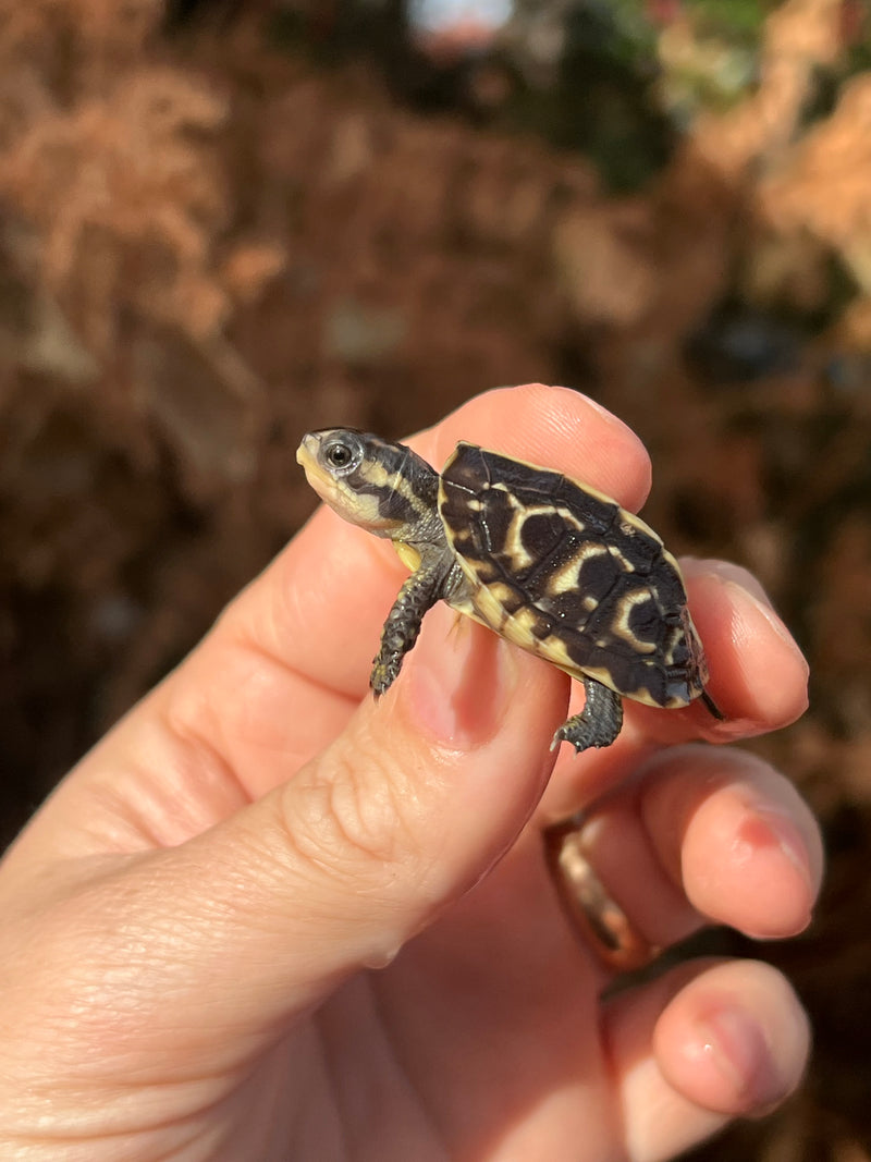 HI YELLOW Florida Box Turtle Baby