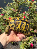 Eastern Hermann's Tortoise Adult Female