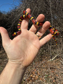 Scarlet Kingsnake Adult Female