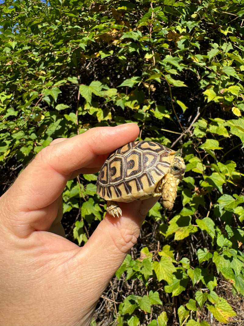 Leopard Tortoise 2024