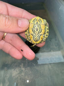 Hi Red Line Bred Pastel Red Eared Slider Turtle 2024