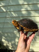 Chinese Box Turtle Adult Pair (Cuora flavomarginata)