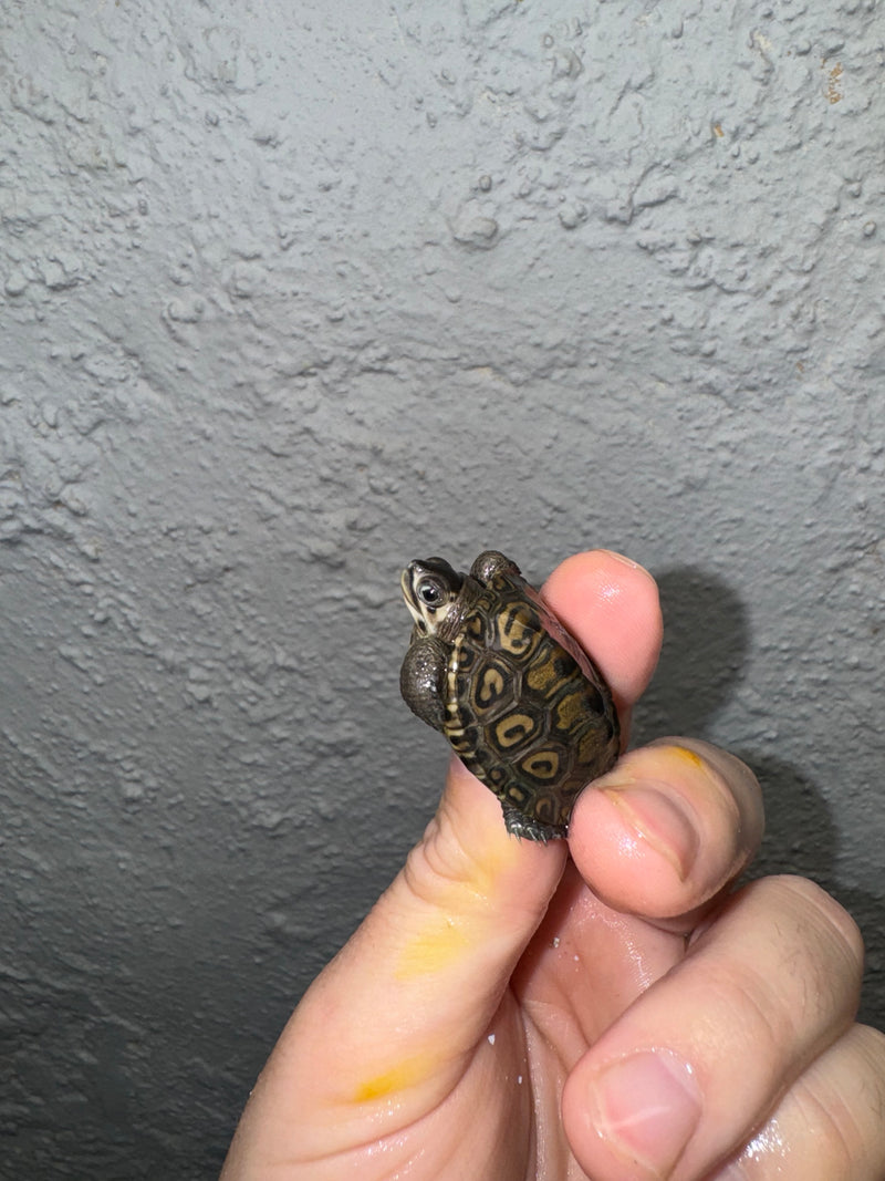 Hi White Concentric Diamondback Terrapin 2024