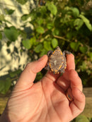 Keeled Box Turtle Baby