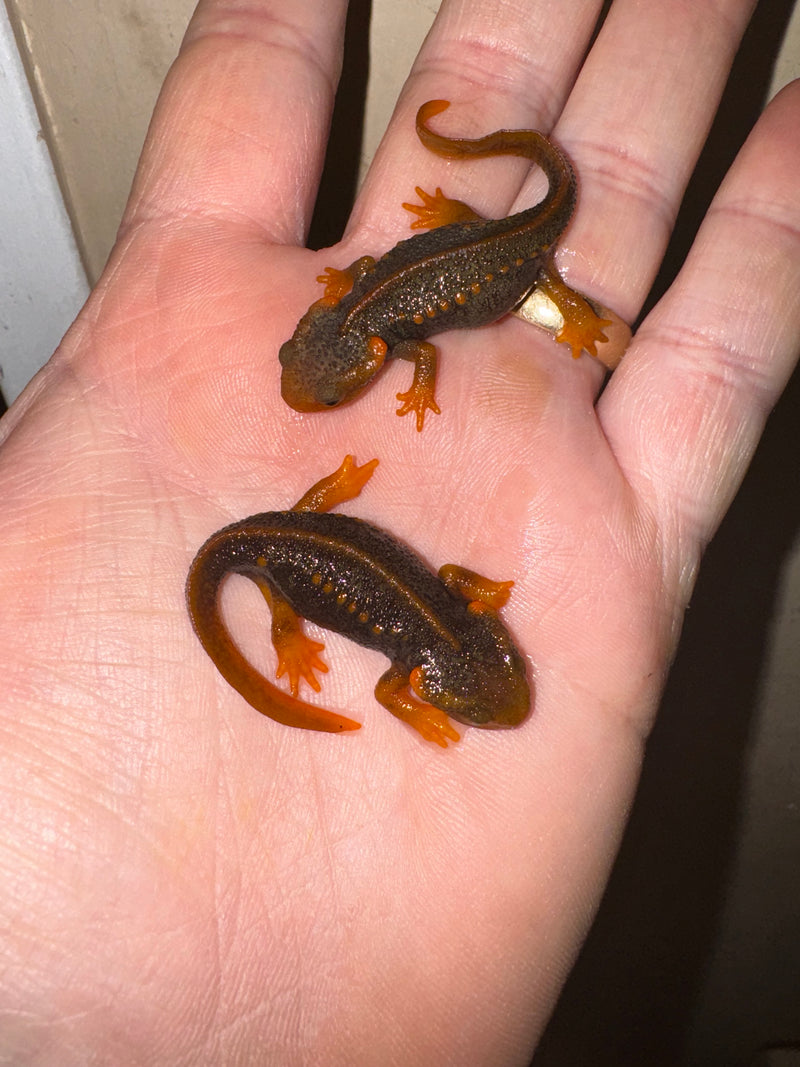 Himalayan Crocodile Newt CB Babies (Tylototriton verrucosus)