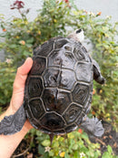 Adult Mississippi Diamondback Terrapin Female