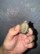 Hi White Concentric Diamondback Terrapin 2024
