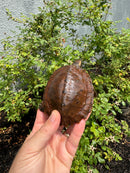 Flat Shell Turtle Juvenile Female 2025