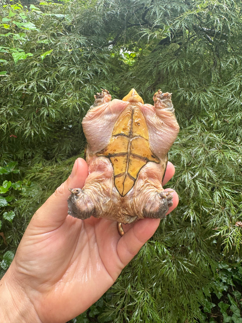 Vampire Musk Turtle Adult Female