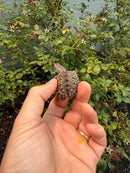 Hypomelanistic Common Snapping Turtle 2026