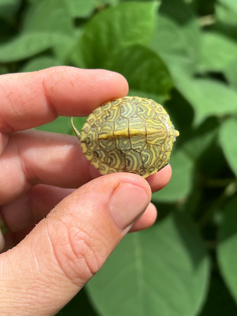 Pastel Clown Red Eared Slider Turtle 2024