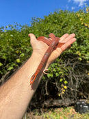 Yunnan Mountain Ratsnake Adult Pair