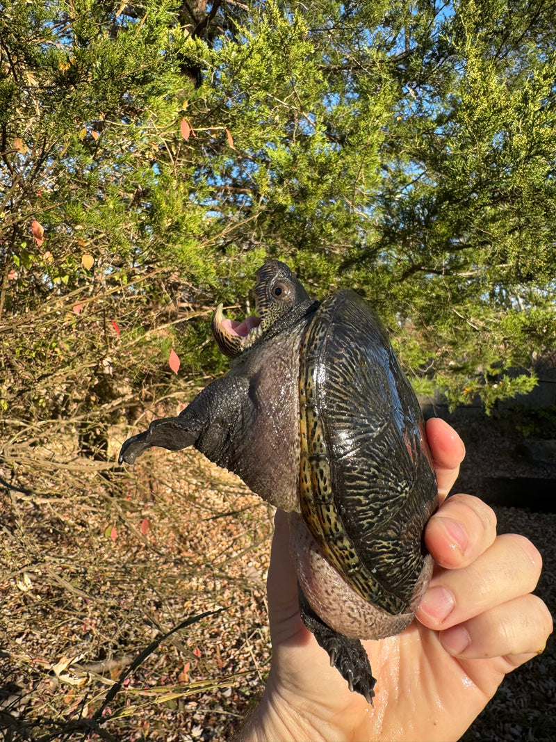 Vampire Musk Turtle Adult Pair