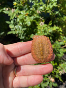 Hypo Peach Geoffroy's Sideneck Turtle