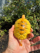 Albino Heiroglyphic River Cooter Turtle