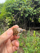 Hi Color Yellow Baby Eastern Box Turtle