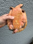 Pink Bellied Snapping Turtle Adult Pair