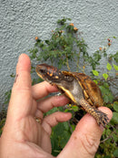 Hi Color Orange Baby Eastern Box Turtle