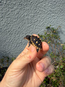 Hi Color Eastern Box Turtle Baby