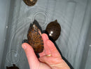 Stripe-necked Musk Turtle Adult Breeding Group 1.4  (Sternotherus peltifer)