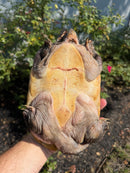 Mexican Giant Musk XXL Adult Pair