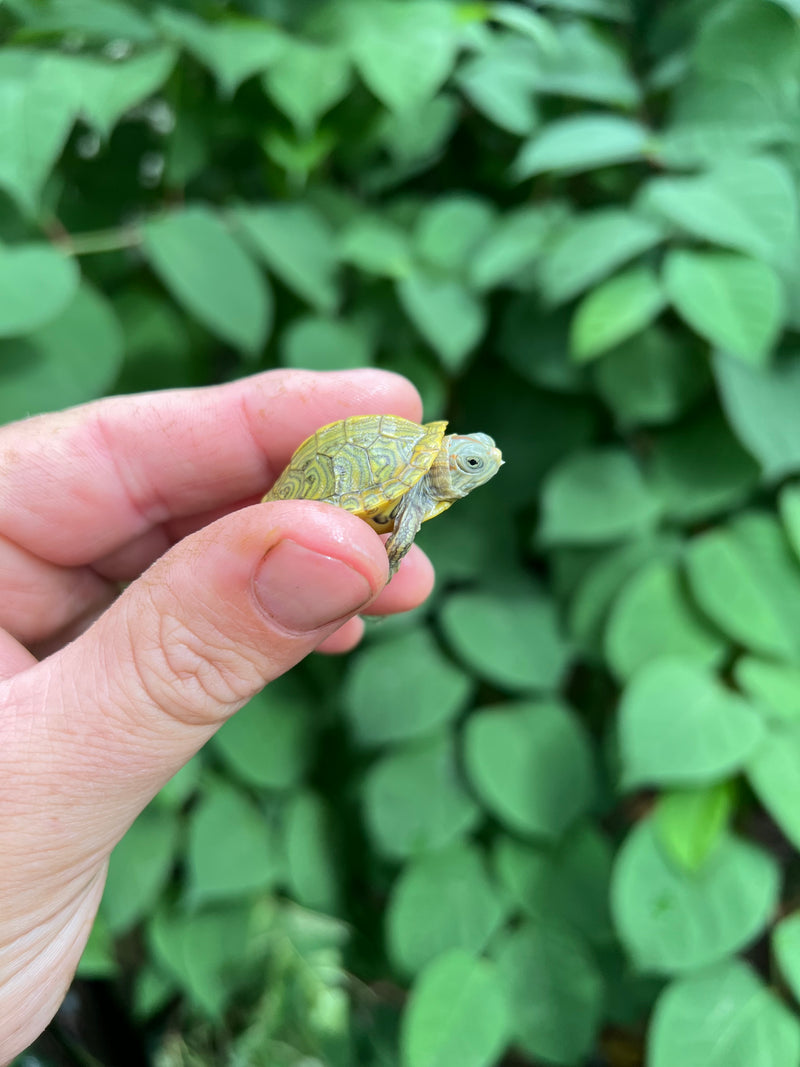 Pastel Clown Red Eared Slider Turtle 2024