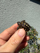 Hi Color Eastern Box Turtle Baby