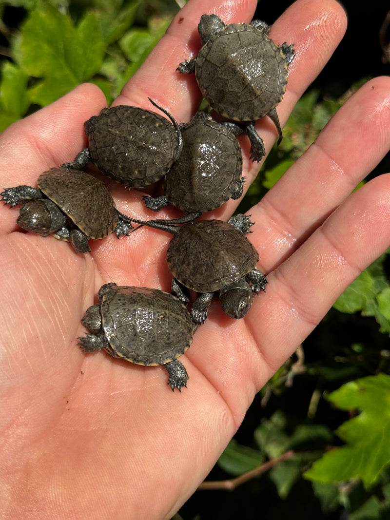 Xarre Dwarf European Pond Turtle Babies  (Emys orbicularis hellenica)