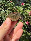 Indian Pink Ringed Tent Turtle