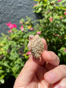 Albino Florida Snapping Turtle 2026