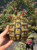 Eastern Hermann's Tortoise Adult Female