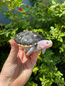 Ornate Diamondback Terrapin Female