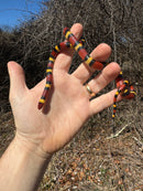 Scarlet Kingsnake Adult Female