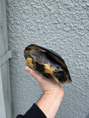 Gibba Sideneck Turtle XXL FEMALE