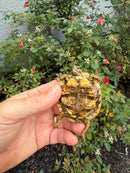 Pancake Tortoise Baby 2026