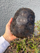 Burmese Black Mountain Tortoise Female