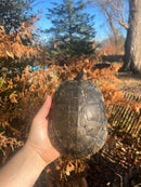 Pastel Clown Red Eared Slider Turtle Breeder Male