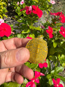 Albino T+ Florida Red Bellied Turtle 2026