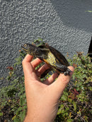 Franco-Italian Pond Turtle Adult Male