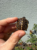 Hi Color Eastern Box Turtle Baby