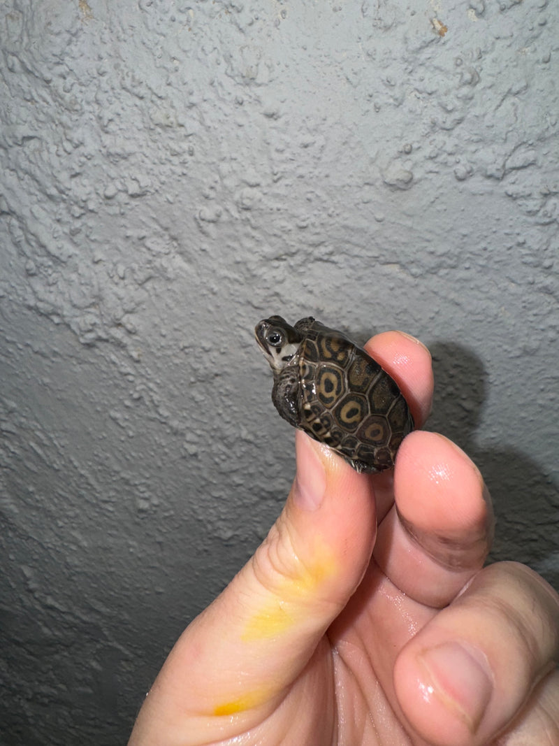 Hi White Concentric Diamondback Terrapin 2024