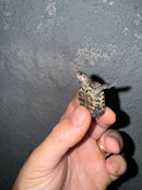Hi White Concentric Diamondback Terrapin 2024