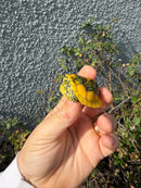 Supernova Golden Flame Florida Red Bellied Turtle