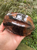 Twist-necked Turtle LTC Female