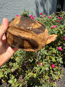 Twist-necked Turtle LTC Female