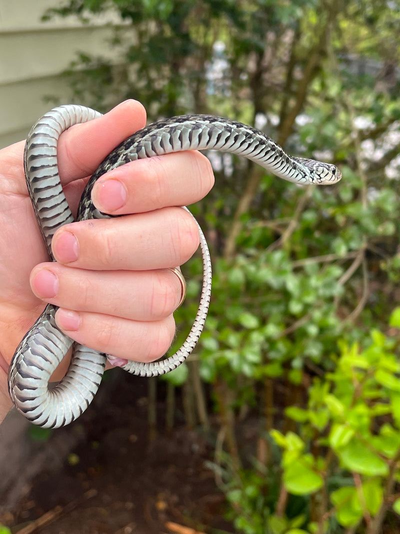 Florida Blue Garter Snake Adult Female